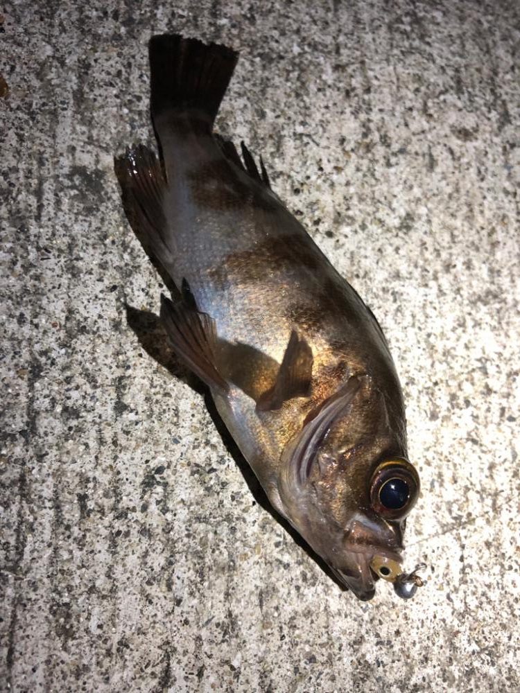 仙台付近の調査♪