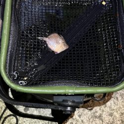 泳がせでハマチ( ・∇・)