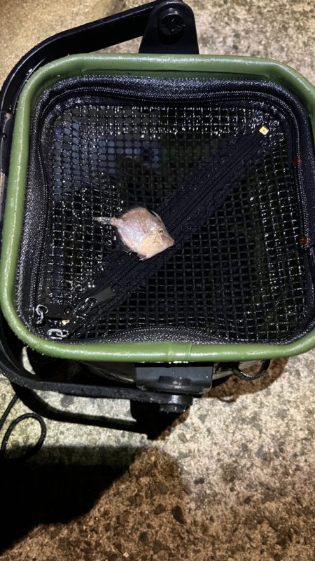 泳がせでハマチ( ・∇・)