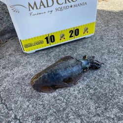 初淡路エギング