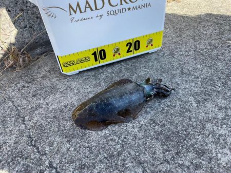 初淡路エギング