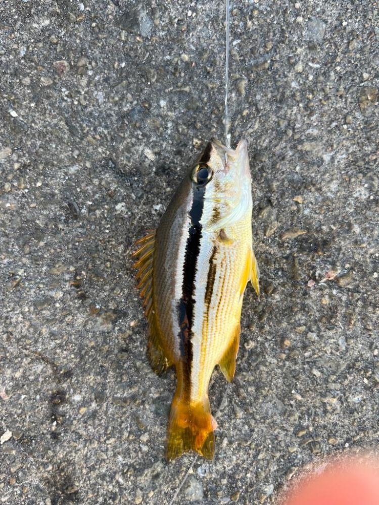 マイワシが来ました！