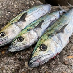 短い時合いで複数ゲット