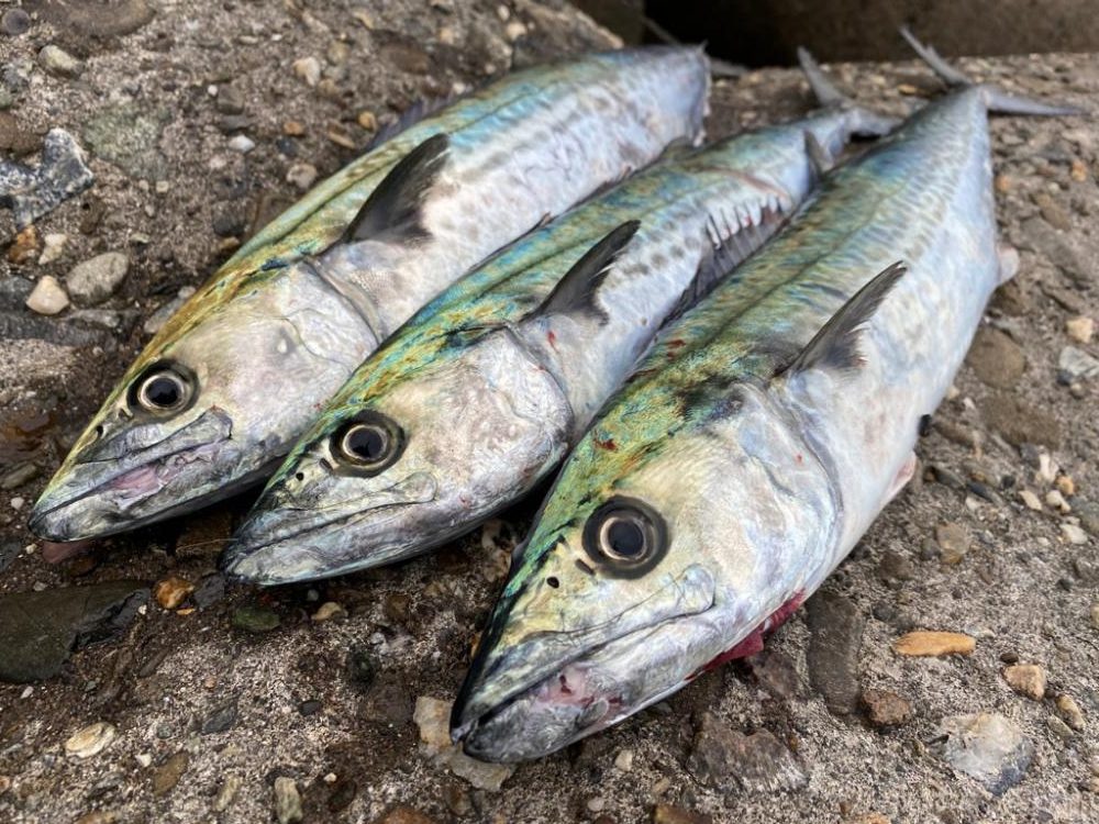 短い時合いで複数ゲット