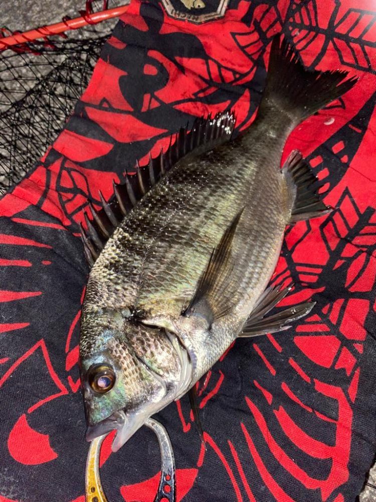 ヘチってきました