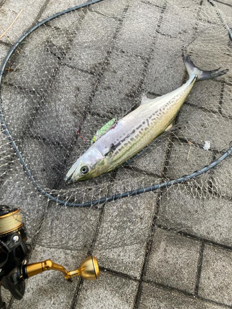 湾奥コスモ。青牙ハットトリック。。。