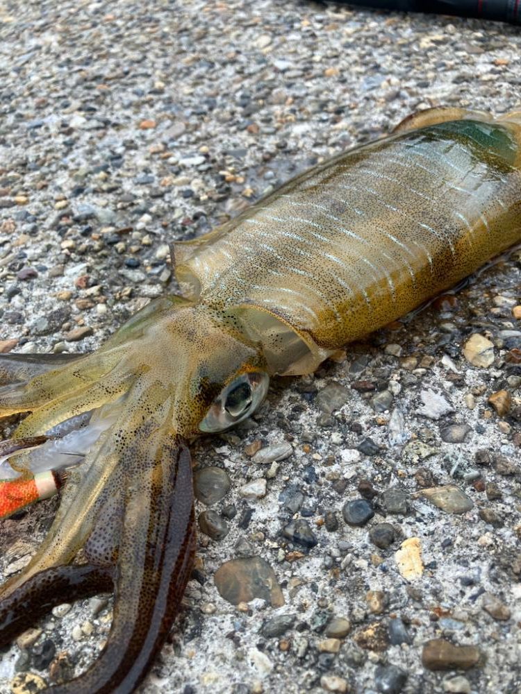 デイエギングで久しぶりのアオリGET (^.^)