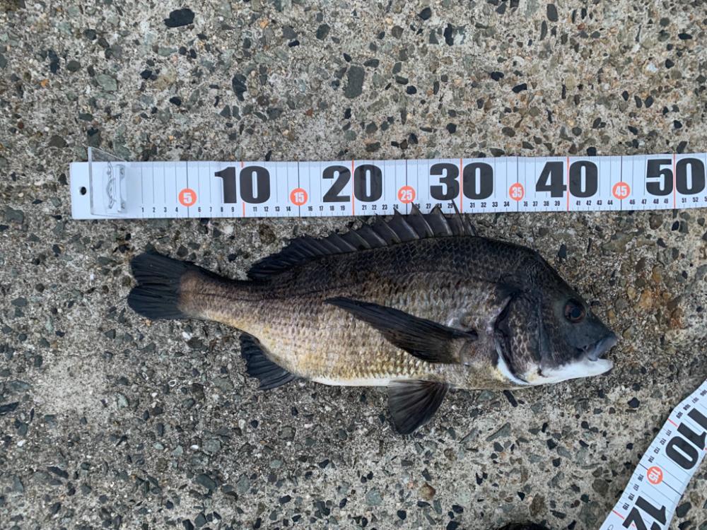 朝マヅメチヌ2匹