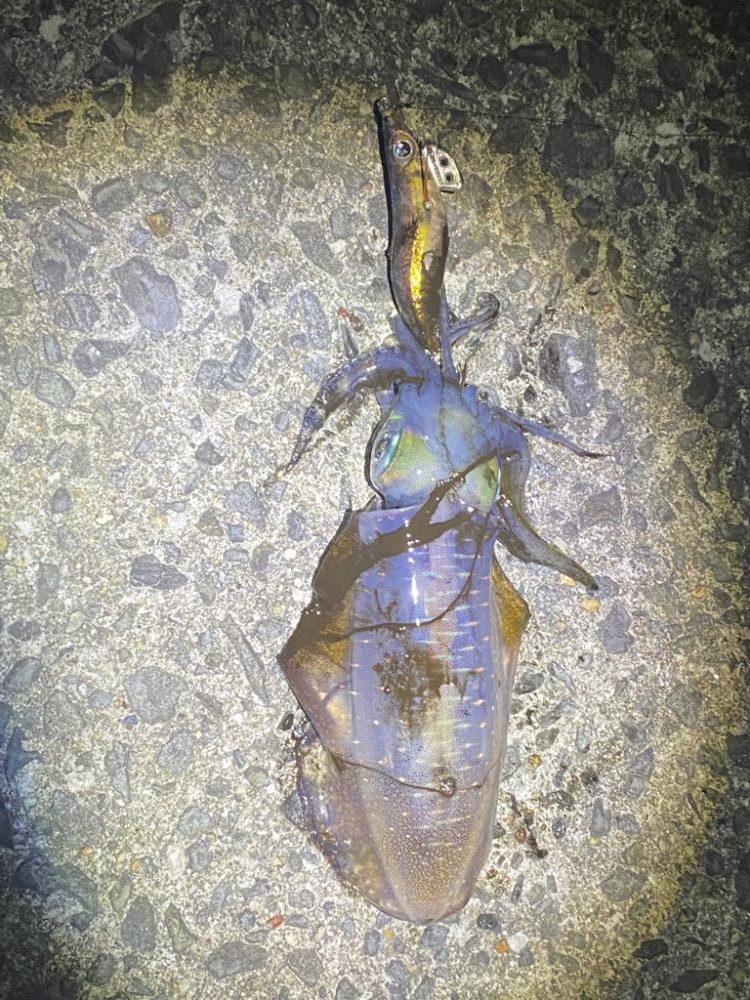 エギング　和歌山の手前