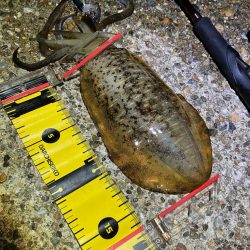 ナイトエギング貴重な1杯(^^)