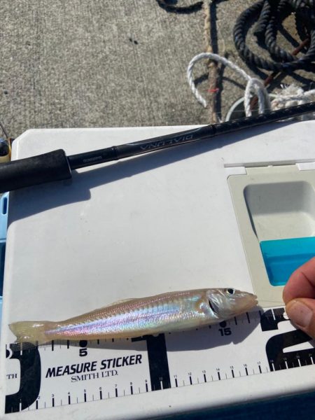 原点回帰のちょい投げシロギスtタ