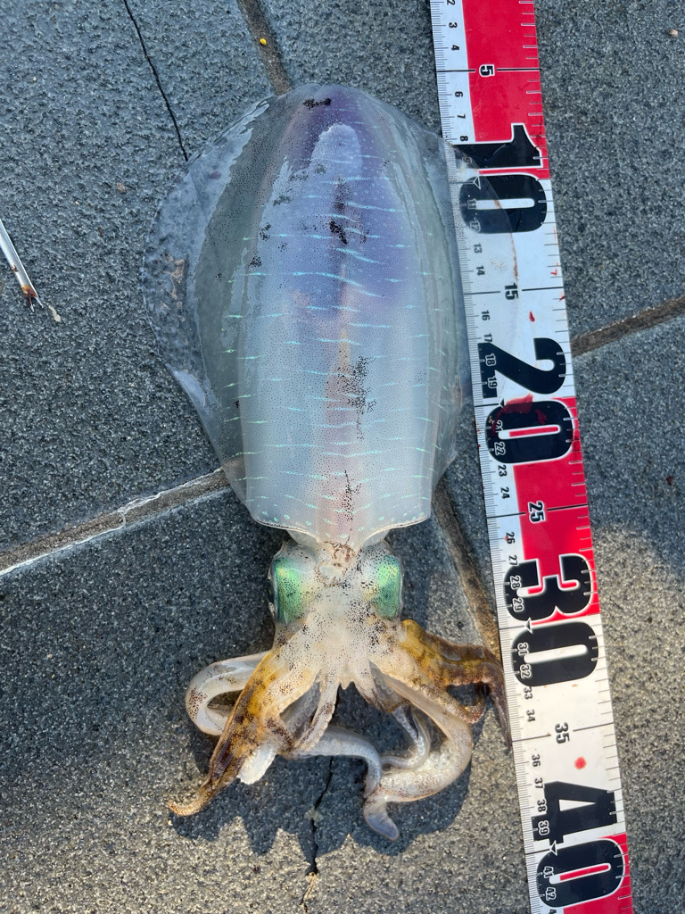 サワラとアオリイカとアジ