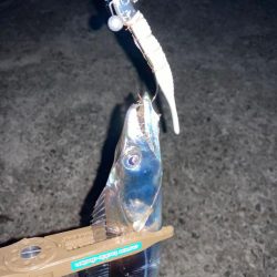 そろそろ入ってきたかな？