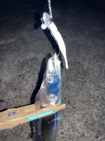 そろそろ入ってきたかな？