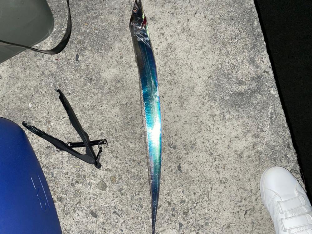久々の太刀魚