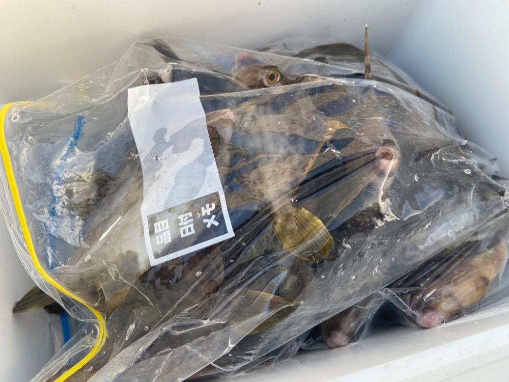 地味に初烏賊、ちょい投げシロギスタの二刀流