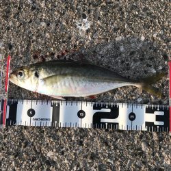 朝マズメ終わりに….