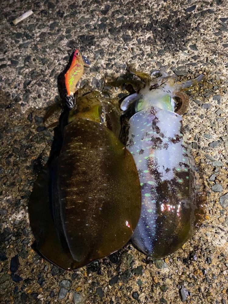 今シーズン初！