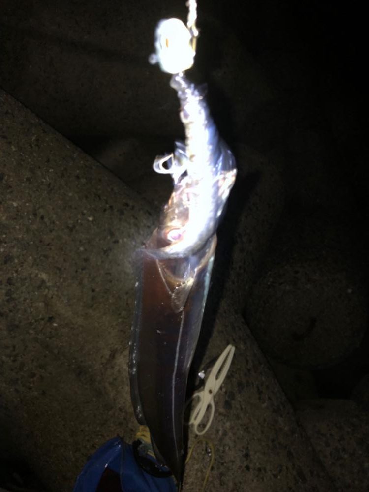 タチウオがいっぱい