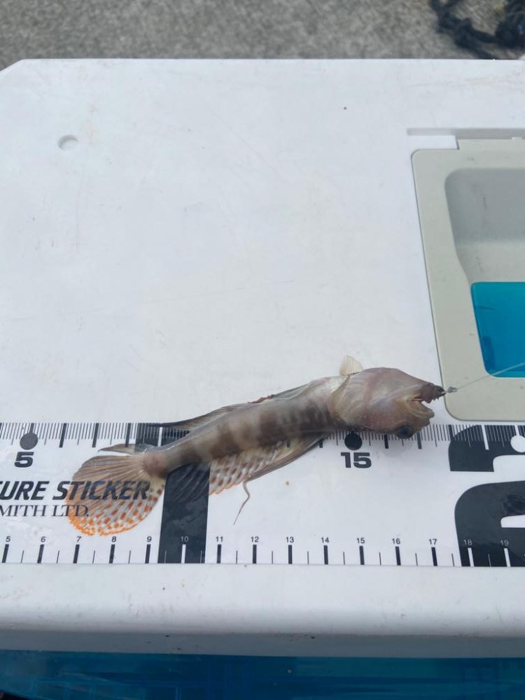 落ちギス出会わずのちょい投げシロギスタ