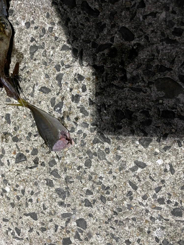 初イカ浮き釣り