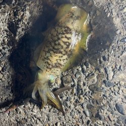 舞鶴　夕まずめ狙い！