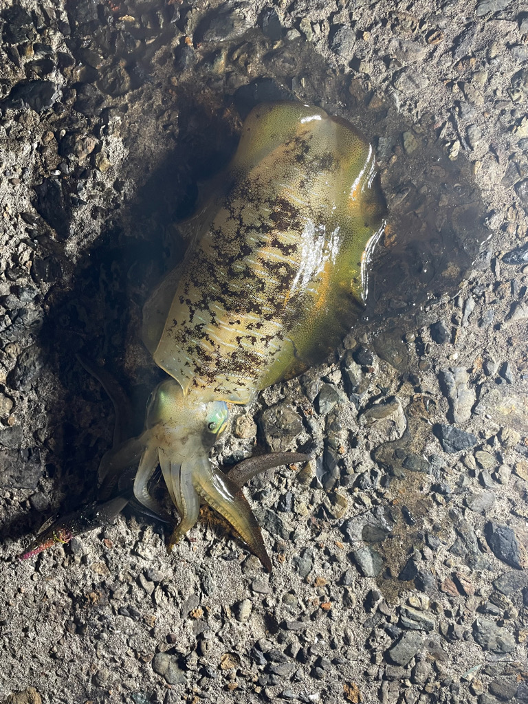 舞鶴　夕まずめ狙い！