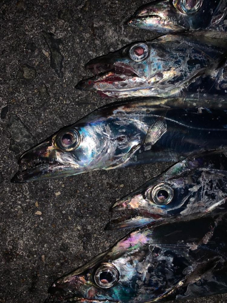 タチウオ 再来！