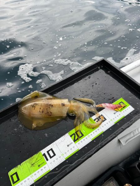 初ティップランエギング