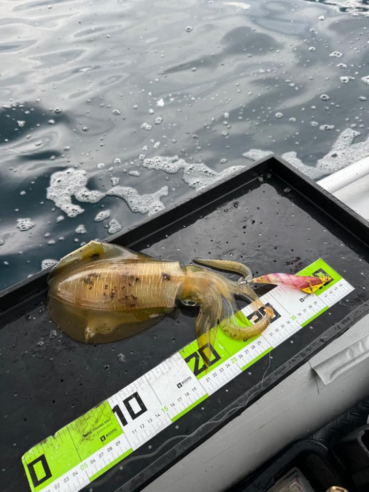 初ティップランエギング