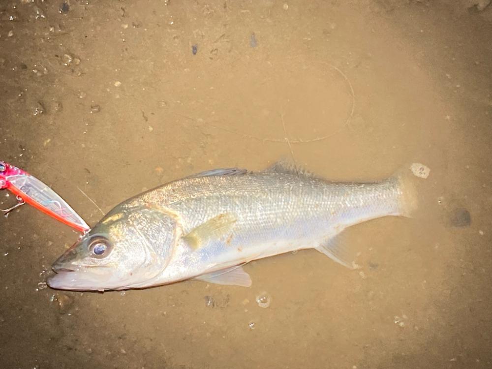 ルアーフィッシング