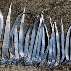 高活性太刀魚君