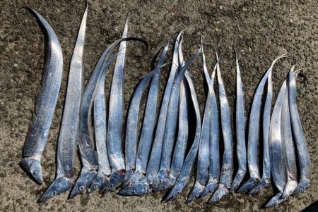 高活性太刀魚君