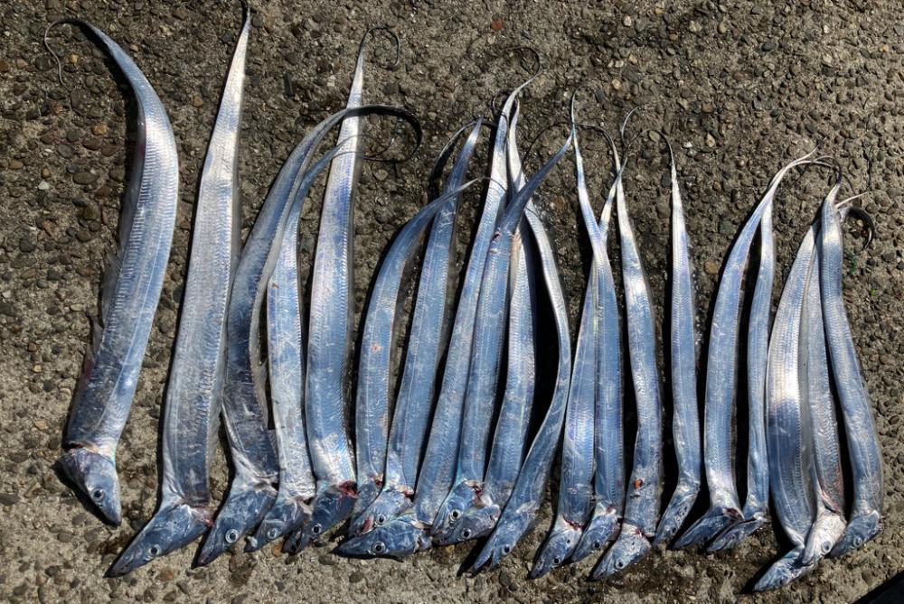 高活性太刀魚君