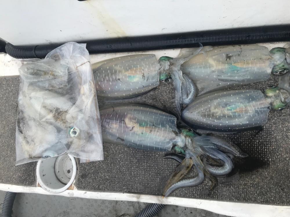 淡路ティップラン