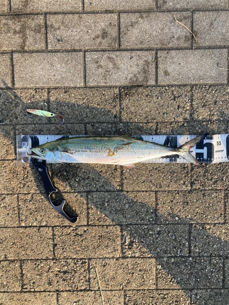 水質悪くボトム攻め。何とか青牙サゴシ1本。。。