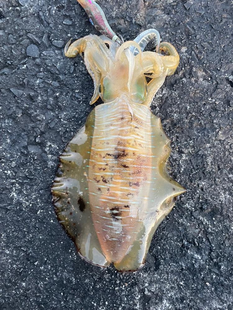 2023 佐渡ヶ島エギング 40回目【10月26日】