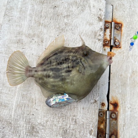 カワハギ/カワハギ仕掛け