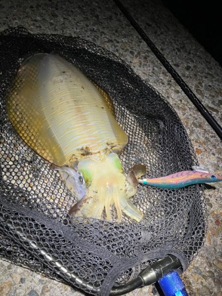 今季最大サイズのアオリ🦑G…