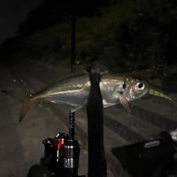 久しぶりに豆鯵以外