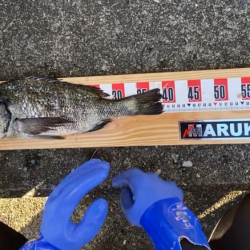 初牡蠣筏フカセ釣り！