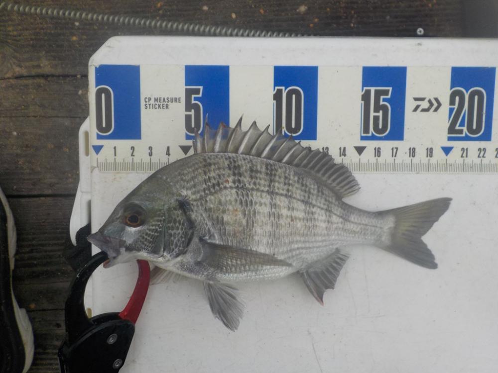 初筏かかり釣り〜舞鶴吉田たかし丸〜