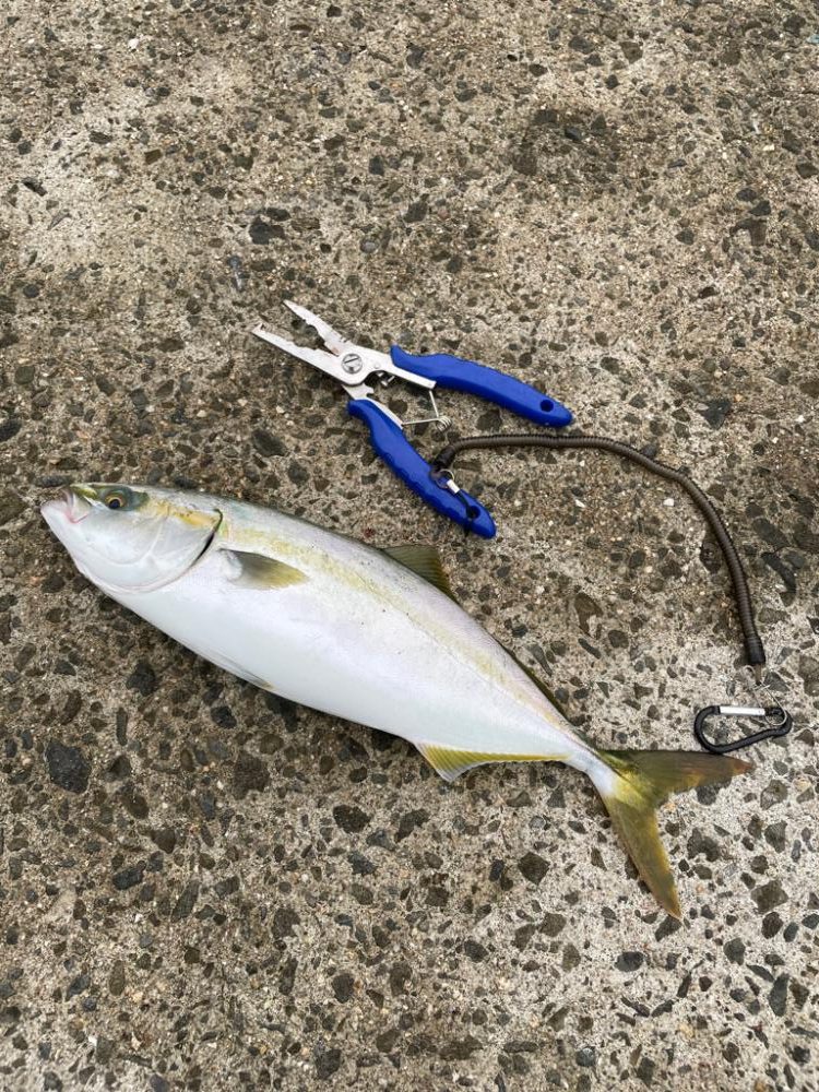 久しぶりの青物