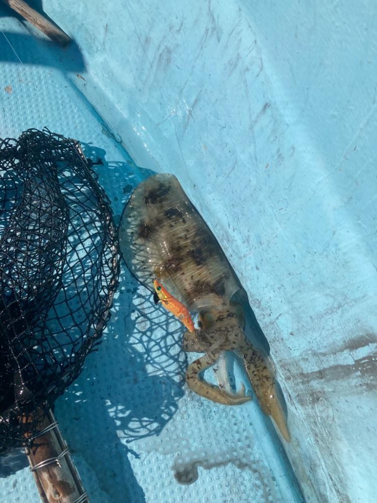 ボートエギング