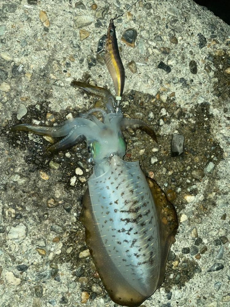 短時間エギング🦑