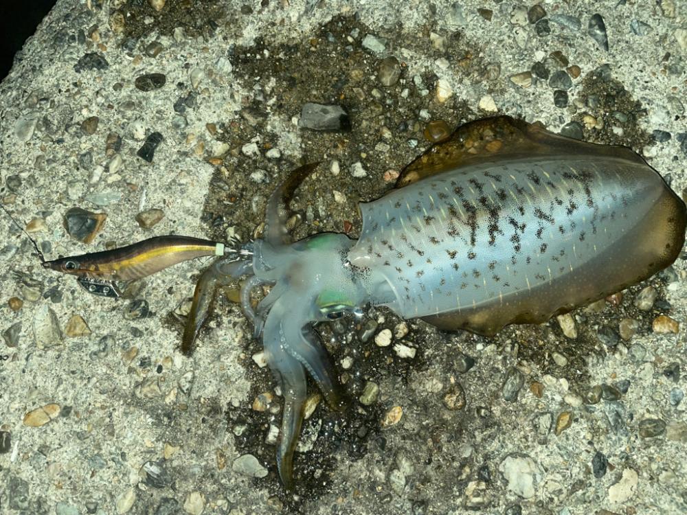 短時間エギング🦑
