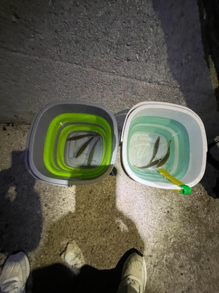 イカフック　成功🦑