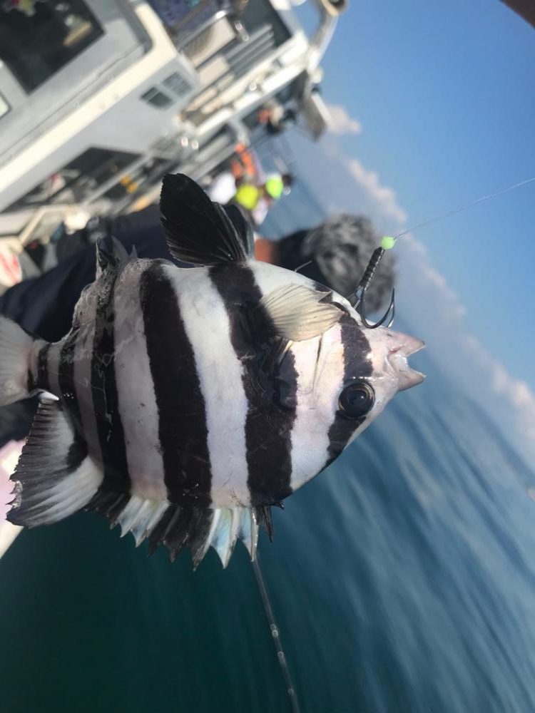 淡路のフグ、カワハギ、アオリイカ