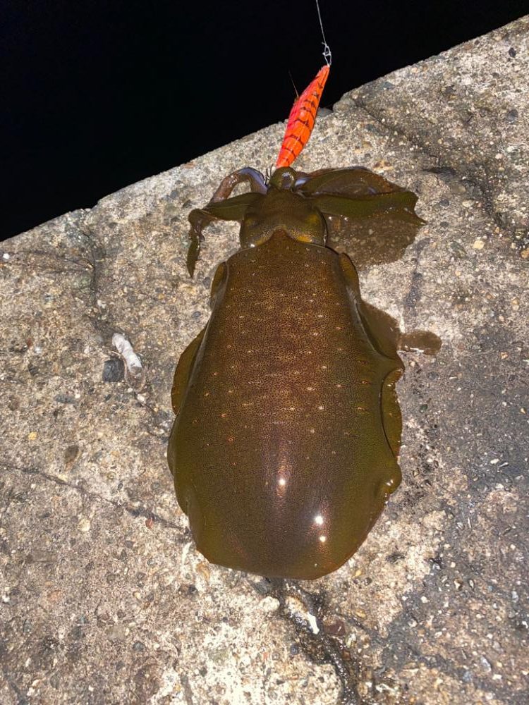一週間ブリのアオリ釣果