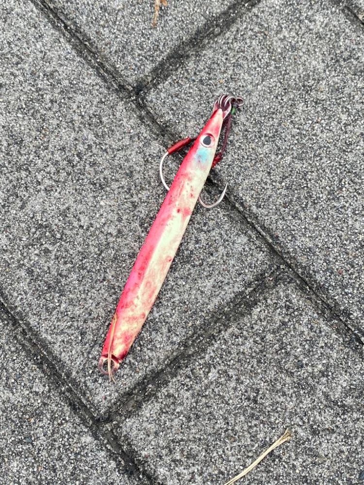 回遊まで粘る〜サゴシ〜